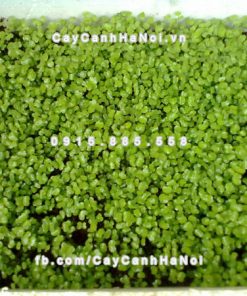 Đá Vermiculite - Vơ Mi