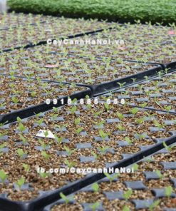 Đá Vermiculite - Vơ Mi