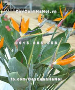 Cây chuối thiên điểu 3 Cây chuối thiên điểu