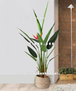 Cây chuối thiên điểu 2 Cây chuối thiên điểu