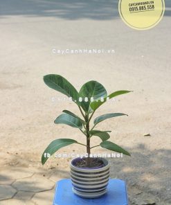 Cây mít cảnh Đài Loan