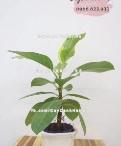 Cây mít cảnh Đài Loan