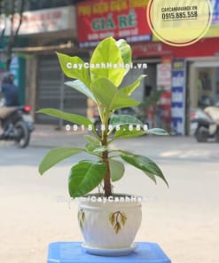 Cây mít cảnh Đài Loan