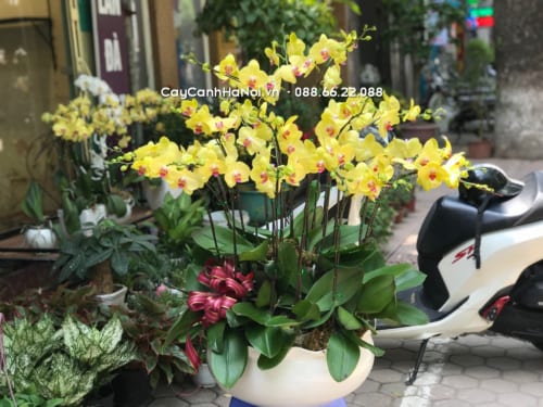 Lan hồ điệp vàng mang lại may mắn cho người tuổi Tân Hợi