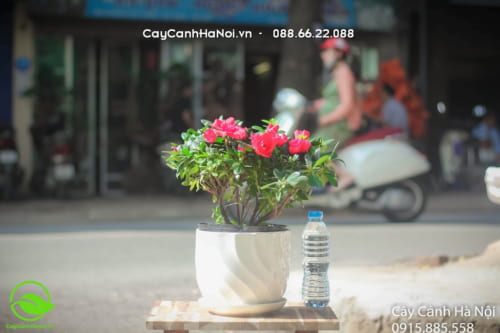 Tuổi Dần hợp cây gì?