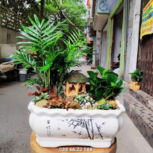 Cây cau tiểu trâm - cây phong thủy cho người mệnh Thủy