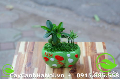 Cây cảnh phong thủy mệnh Mộc