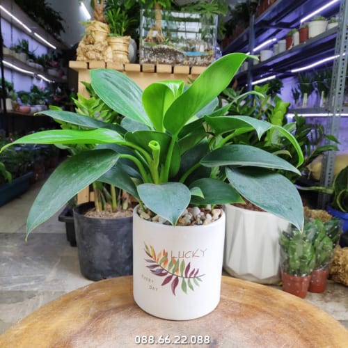 cay phong thuy tuoi hoi cho nam 2020 nhieu tai loc 8