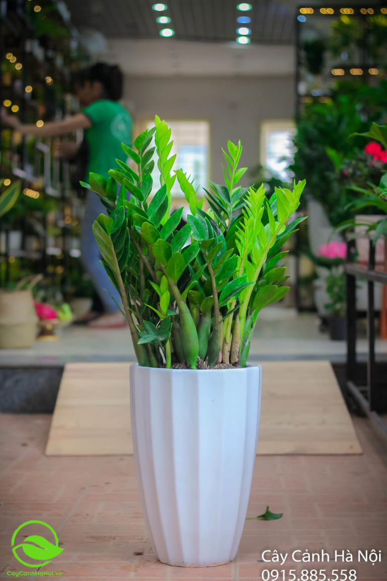 Mệnh Hỏa hợp cây gì giúp giàu sang phú quý