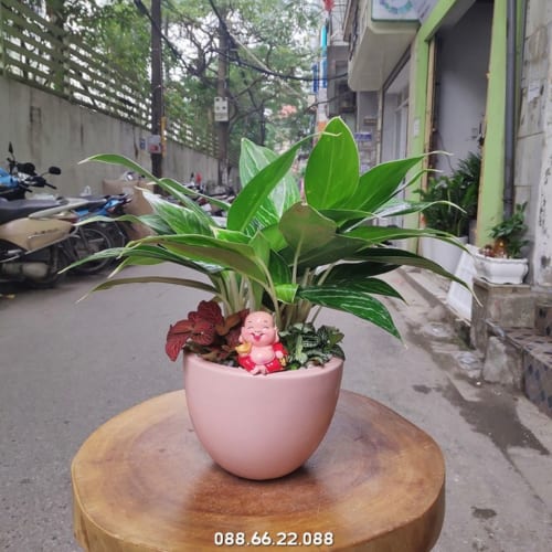 Tuổi Dậu hợp cây gì