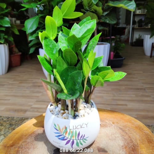 Tuổi Dậu trồng cây gì hợp phong thủy? - Cây kim tiền