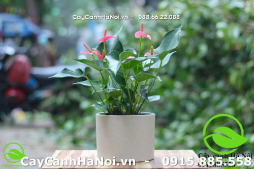 cay canh hop tuoi tuat giup gia chu thu hut tai loc