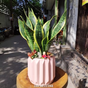 Cây cảnh hợp tuổi Tỵ