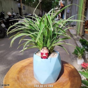 Cây lan chi - cây phong thủy cho người tuổi Tỵ