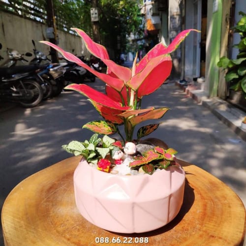 Cây vạn lộc mang đến tài lộc, phú quý và may mắn cho gia chủ