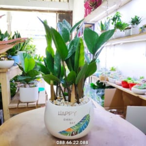 Cây kim tiền - cây hợp tuổi Mão mệnh Hỏa