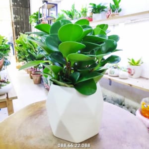 Cây trường sinh - cây cảnh phong thủy cho người tuổi Mão