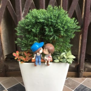 Cây tùng bồng lai - cây cảnh theo tuổi Ất Mão