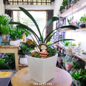 Cây lan quân tử - cây hợp tuổi Mão mệnh Thổ