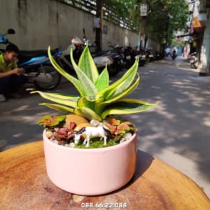 Cây lưỡi hổ - cây cảnh phong thủy cho người tuổi Thìn