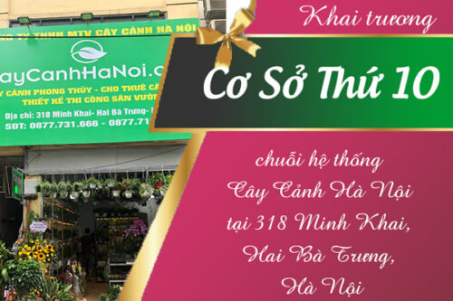 Khai trương cơ sở thứ 10 thuộc chuỗi hệ thống Cây Cảnh Hà Nội