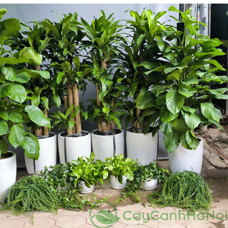 1986 Hợp Cây Gì? Top 5 Loại Cây Phong Thủy Giúp Bính Dần Thu Hút Tài Lộc 7 avt 1986 hop cay gi