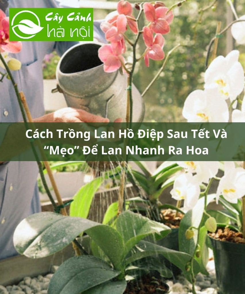 Cách Trồng Lan Hồ Điệp Sau Tết Và “Mẹo” Để Lan Nhanh Ra Hoa 5 Cách Trồng Lan Hồ Điệp Sau Tết Và Mẹo Để Lan Ra Hoa Trở Lại