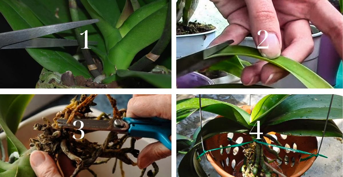 Tiếp theo, xử lý cành và cây mẹ ban đầu 