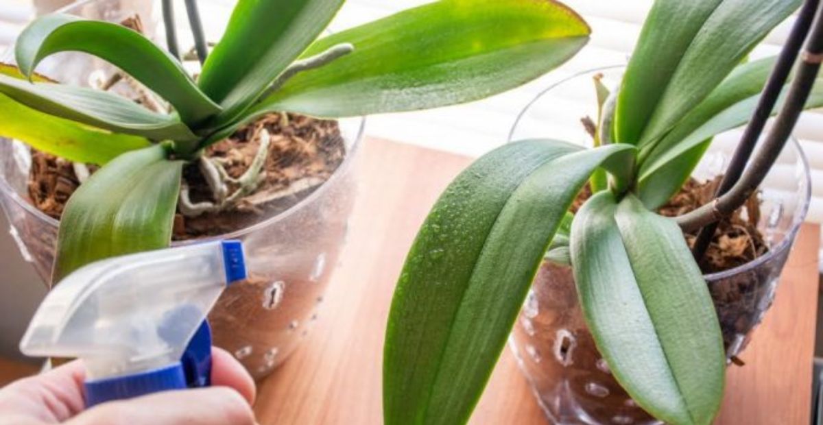 Trồng lại cây sau khi gốc đã khô 