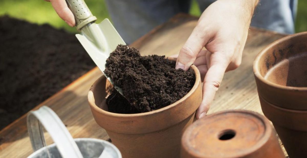 Đầu tiên cần chuẩn bị chậu và giá thể mới cho lan 