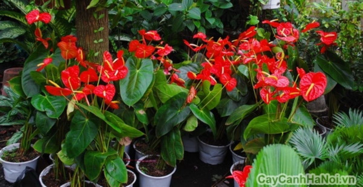 Khai trương tặng cây gì thu hút tài lộc, may mắn và ý nghĩa 2 Cây hồng môn mang đến sự may mắn và năng lượng tích cực