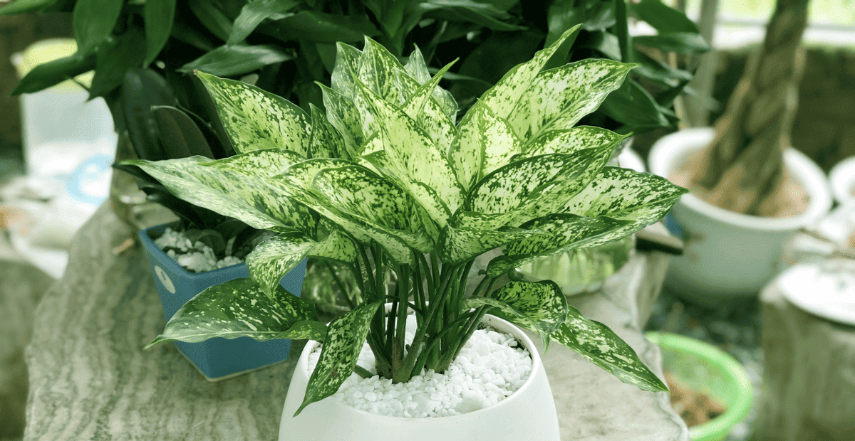 Ngọc ngân giúp gia chủ mệnh kim thu hút tài lộc, tiền bạc ngày càng rủng rỉnh 