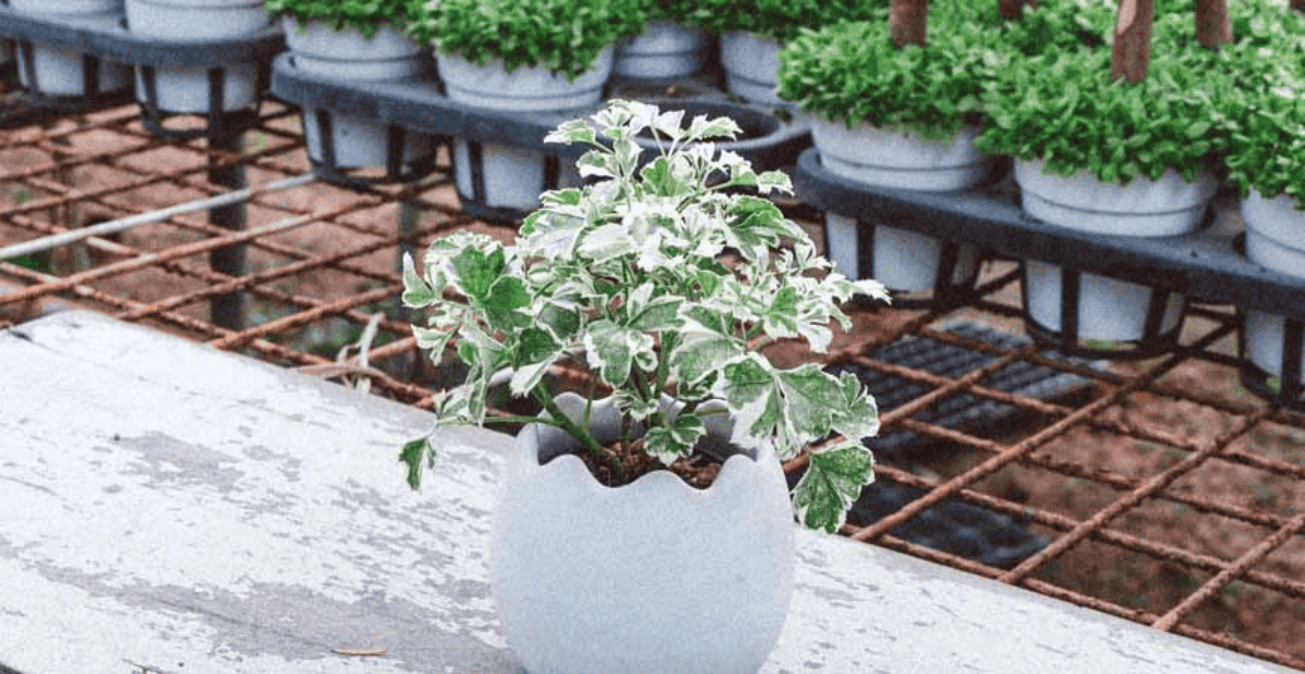 Đinh lăng cẩm thạch mang lại nhiều may mắn cho người mệnh kim 