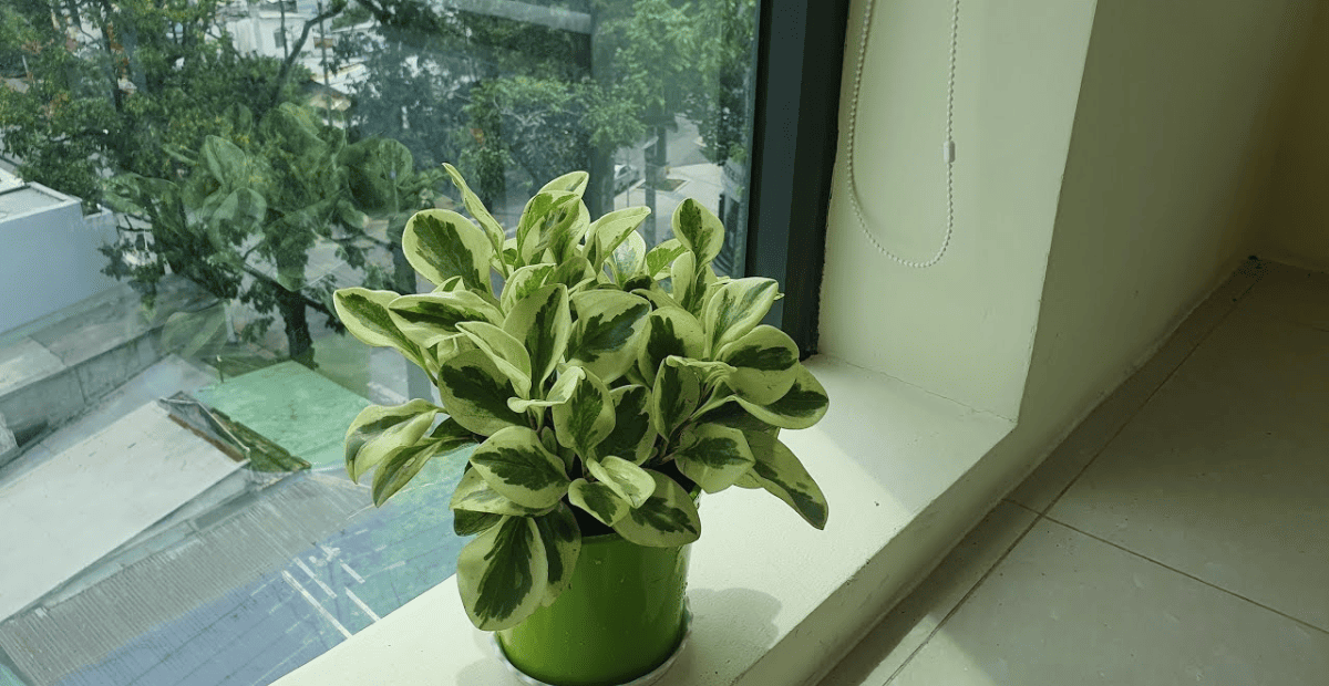 Mệnh kim hợp với cây Trường Sinh Cẩm Thạch