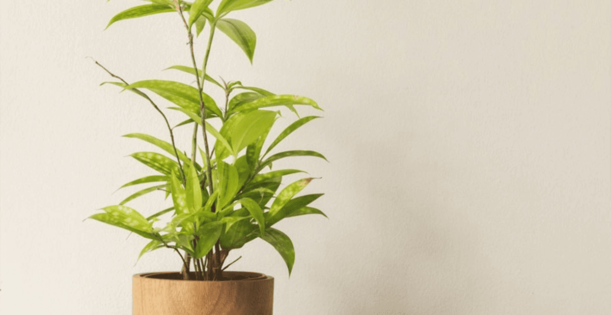 Người mệnh kim trồng cây trúc nhật sẽ đem lại nhiều điều tốt 