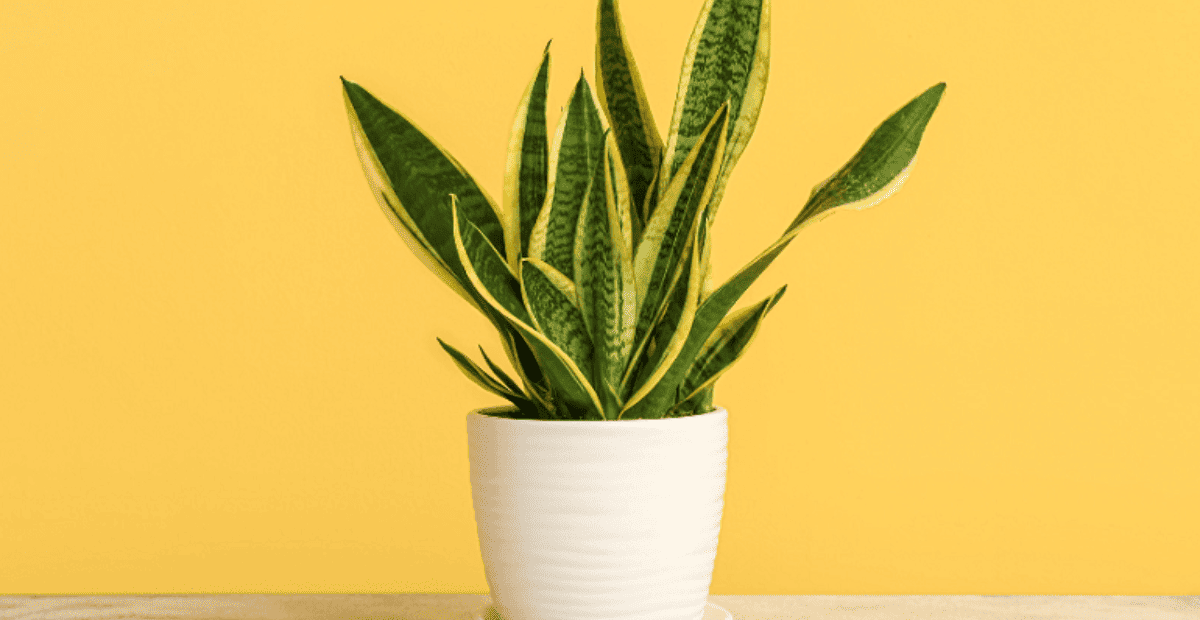 Cây lưỡi hổ vàng thích hợp để đặt ở phòng khách trong nhà gia chủ mệnh kim