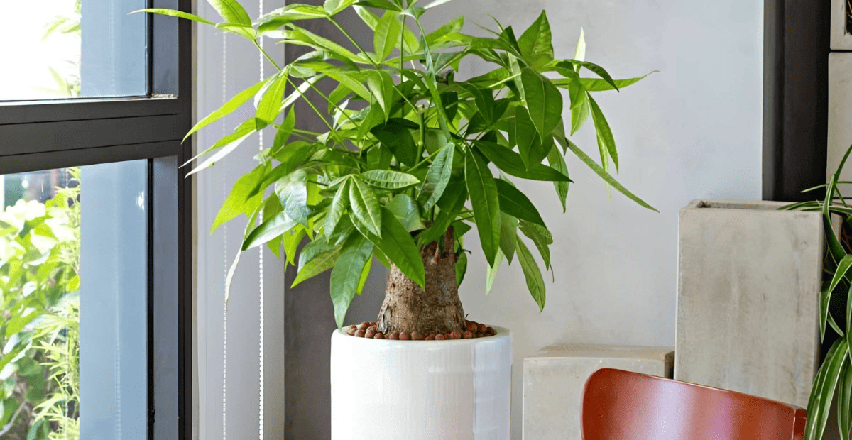 Kim ngân là cây hợp mệnh kim, giúp gia chủ thu hút năng lượng tích cực 