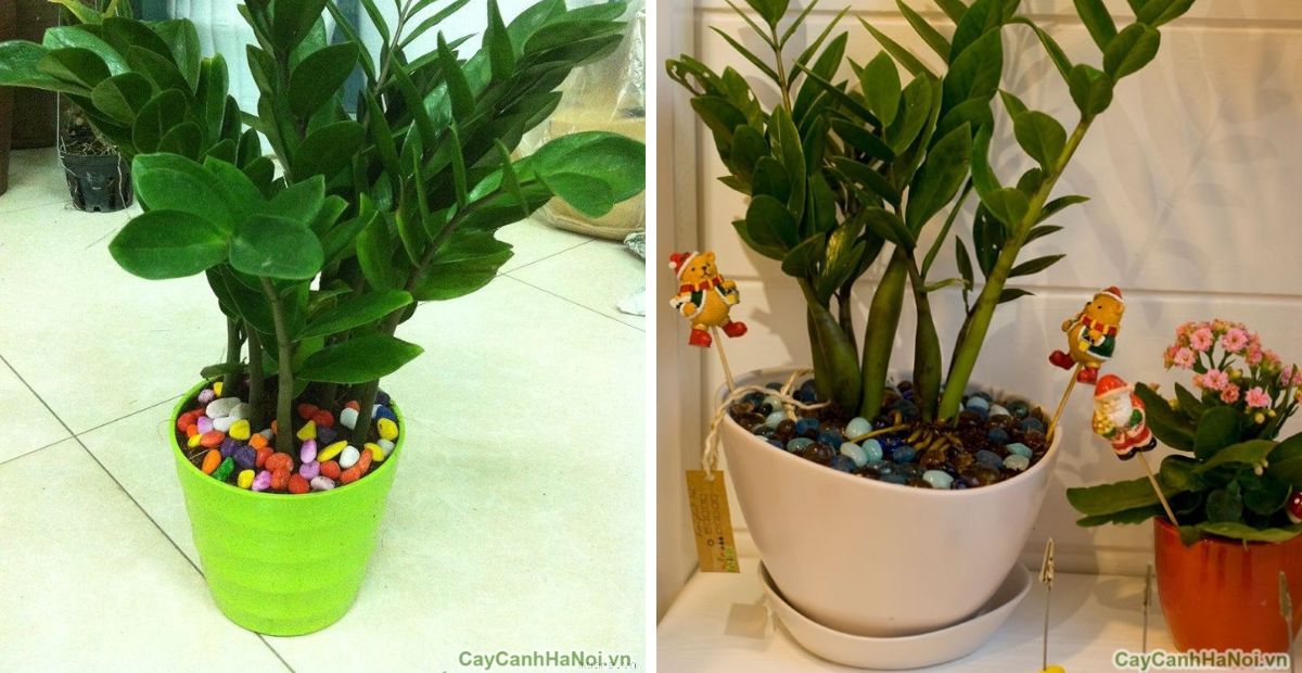 Gợi ý 10 cây văn phòng dễ sống, dễ trồng và hợp phong thủy 2 Cây kim tiền có khả năng sống tốt trong môi trường thiếu ánh sáng