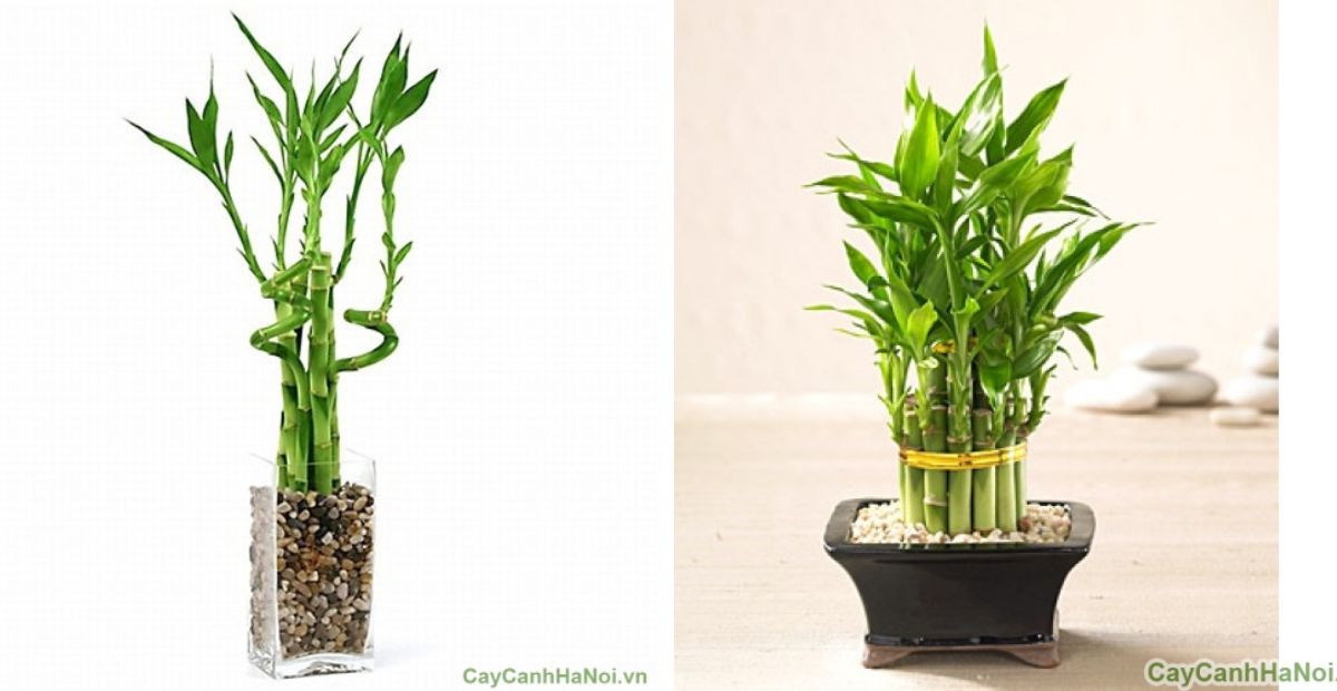 Gợi ý 10 cây văn phòng dễ sống, dễ trồng và hợp phong thủy 1 Cây văn phòng dễ sống phát lộc thu hút may mắn và tài lộc cho gia chủ