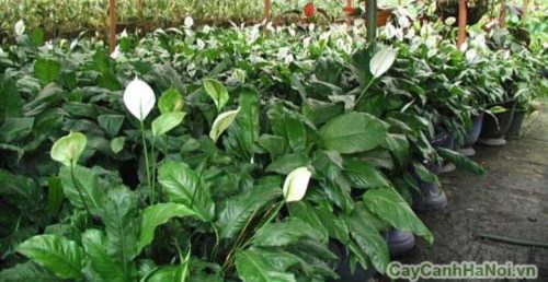 Lan Ý giúp tăng vượng khí và nâng cao sức khỏe cho thành viên trong gia đình