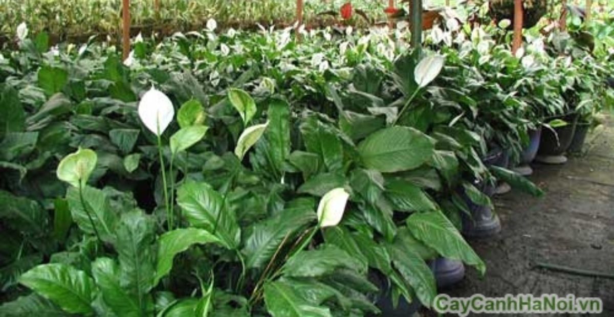 Top 15 cây phong thủy trong nhà đem đến may mắn và tài lộc 2 Lan Ý giúp tăng vượng khí và nâng cao sức khỏe cho thành viên trong gia đình