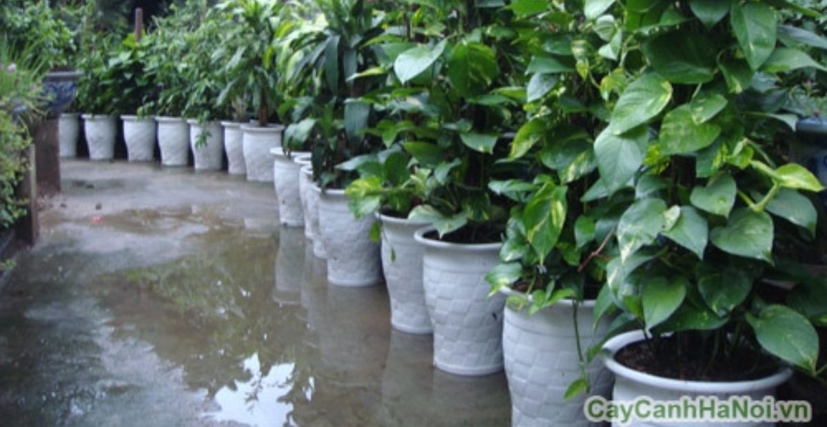 Top 15 cây phong thủy trong nhà đem đến may mắn và tài lộc 4 Vạn niên thanh thích hợp làm quà tặng tân gia, mừng thọ