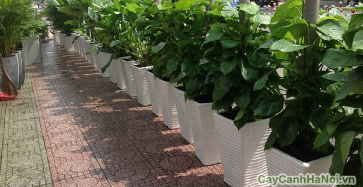 Khai trương tặng cây gì thu hút tài lộc, may mắn và ý nghĩa 3 Cây trầu bà xanh leo cột thu hút tiền tài và năng lượng tích cực cho gia chủ