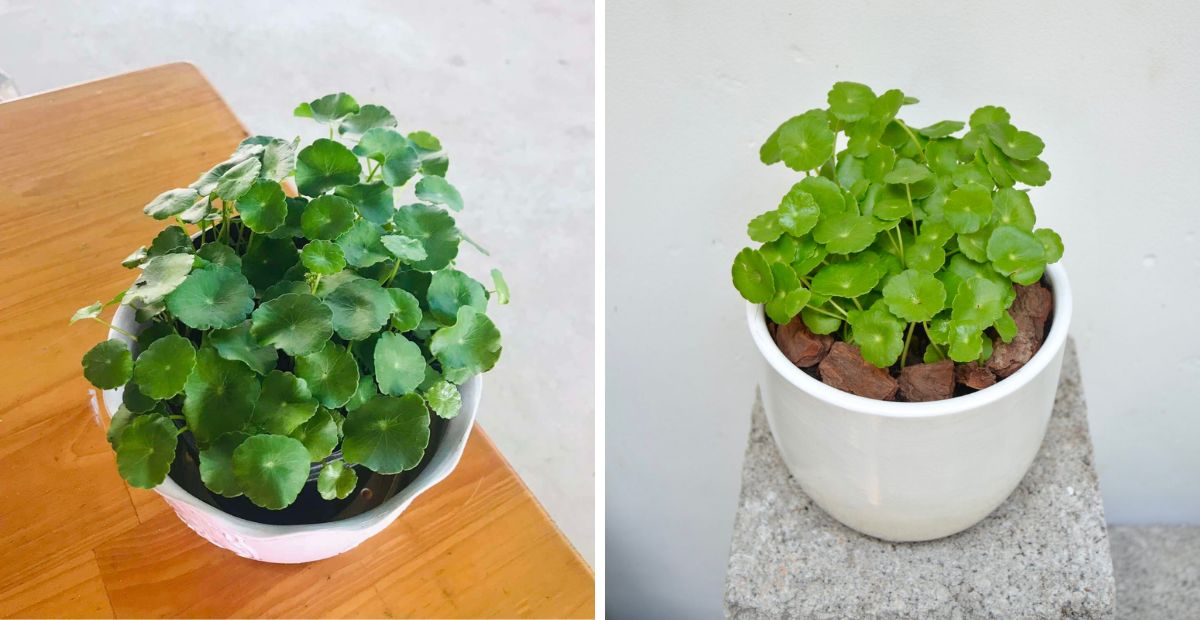 Gợi ý 10 cây văn phòng dễ sống, dễ trồng và hợp phong thủy 3 Cỏ đồng tiền thích hợp trang trí trên bàn làm việc cá nhân