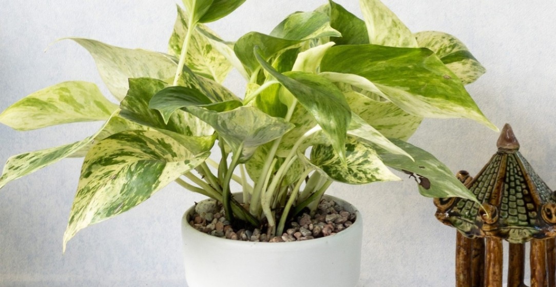 1986 Hợp Cây Gì? Top 5 Loại Cây Phong Thủy Giúp Bính Dần Thu Hút Tài Lộc 6 Cây trầu bà mang lại năng lượng tích cực và cân bằng cho ngôi nhà của người tuổi Bính Dần