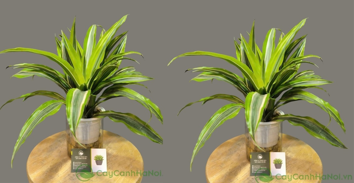 1986 Hợp Cây Gì? Top 5 Loại Cây Phong Thủy Giúp Bính Dần Thu Hút Tài Lộc 4 Cây Thiết Mộc Lan mang đến cho Bính Dần sự may mắn, tài lộc và thịnh vượng