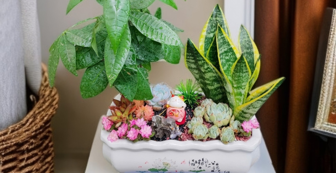 1986 Hợp Cây Gì? Top 5 Loại Cây Phong Thủy Giúp Bính Dần Thu Hút Tài Lộc 2 Cây lưỡi hổ là lá bùa hộ mệnh giúp 1986 thăng tiến trong công việc, sự nghiệp và tài chính