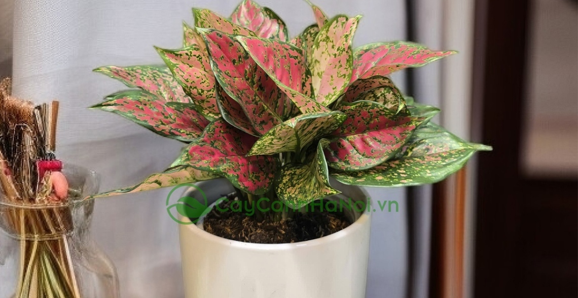 1986 Hợp Cây Gì? Top 5 Loại Cây Phong Thủy Giúp Bính Dần Thu Hút Tài Lộc 5 Phú Quý là loại cây hoàn hảo cho người tuổi Dần 1986 nhờ khả năng sinh trưởng mạnh mẽ và dễ chăm sóc