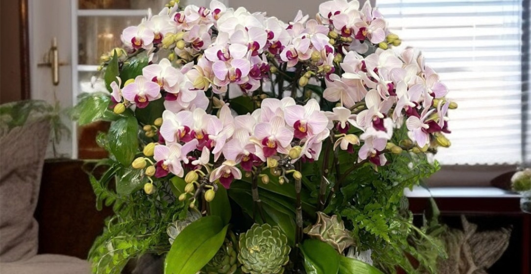 Gợi Ý 99 + Mẫu Lan Hồ Điệp Tặng Khai Trương đẹp, độc đáo 6 Sắc trắng chủ đạo mang một vẻ đẹp dịu dàng, tinh tế kết hợp đường nét chấm phá phần nhụy tím tạo nên một sự hài hòa hoàn hảo