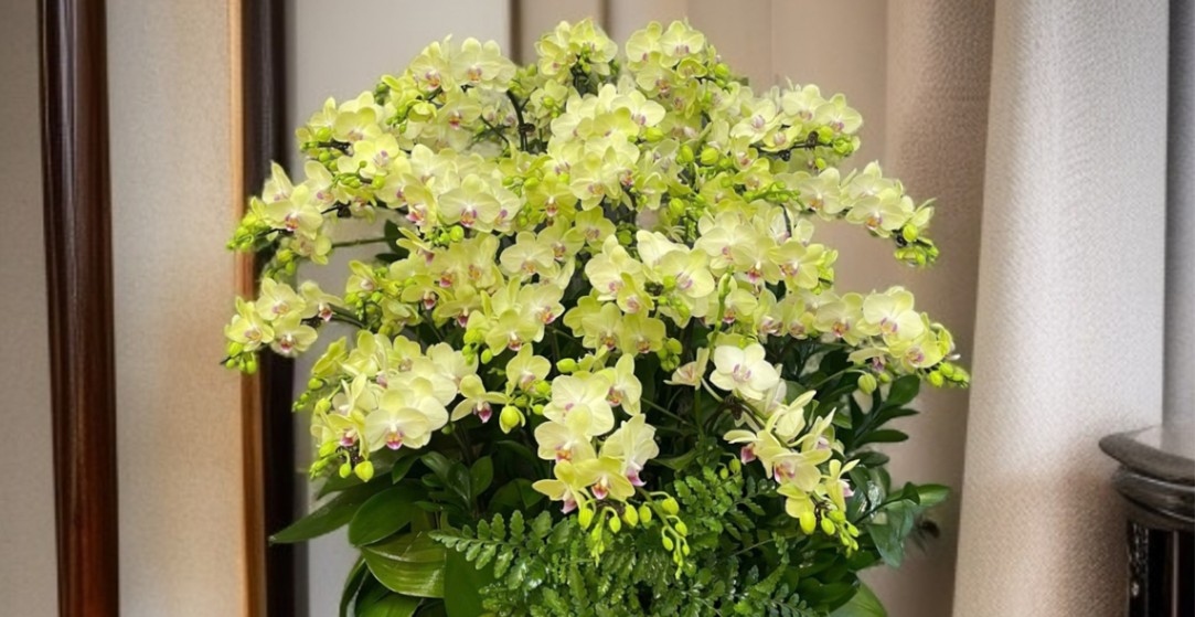 Gợi Ý 99 + Mẫu Lan Hồ Điệp Tặng Khai Trương đẹp, độc đáo 7 Hoa lan Hồ Điệp màu xanh dung hòa giữa sự tinh tế và giản dị, giữa tự nhiên và nét sang trọng tạo nên một biểu tượng của sự may mắn, cuộc sống đủ đầy